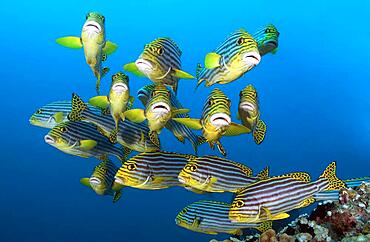 Small school of fish Oriental sweetlips, Striped sweetlips (Gaterin orientalis), Indian Ocean, Maldives, Asia