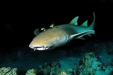 Nocturnal Tawny nurse shark (Nebrius ferrugineus) with black golden pilot mackerel (Gnathanodon speciosus), Golden mackerel, Indian Ocean, Maldives, Asia