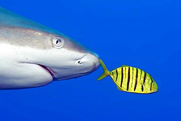 Pilot fish, Black golden pilot mackerel (Gnathanodon speciosus), Golden mackerel swims in front of Grey reef shark (Carcharhinus amblyrhynchos), Pacific Ocean