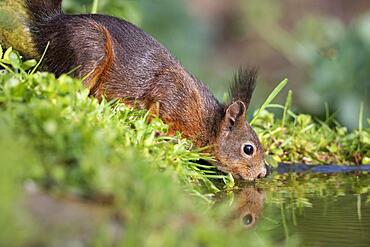 Squirrel Eurasian red squirrel (Sciurus vulgaris), Germany, Europe