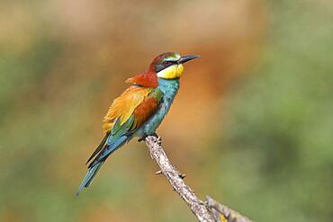 European bee-eater (Merops apiaster) sitting on a branch, Rhineland-Palatinate, Germany, Europe