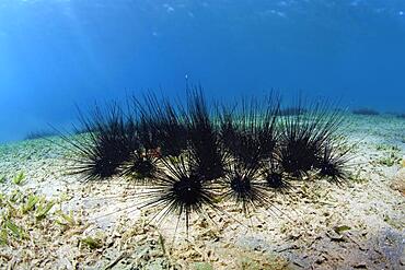 Colony of white-spotted diadem Black Longspine Urchin sp (Diadema setosum) on seagrass meadow, Red Sea, Aqaba, Kingdom of Jordan