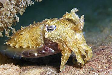 Broad-armed Sepia, or Broadclub Cuttlefish (Sepia latimanus), juvenile, Red Sea, Aqaba, Kingdom of Jordan