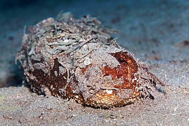 Sea cucumber also sea cucumber or holothuria (Holothuria) camouflaged with seaweed, Red Sea, Aqaba, Kingdom of Jordan