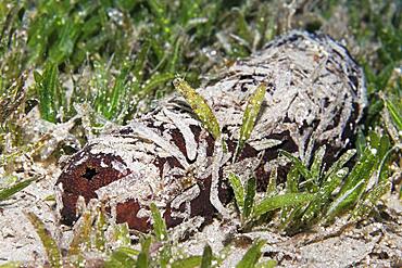 Sea cucumber also sea cucumber or holothuria (Holothuria) camouflaged with seaweed, Red Sea, Aqaba, Kingdom of Jordan