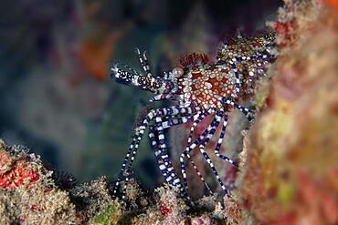 Common marbled shrimp (Saron marmoratus), Purple-footed marble shrimp, Red Sea, Aqaba, Kingdom of Jordan