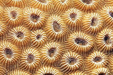 Stone coral (Favia favus), detail with indented polyps, Red Sea, Aqaba, Kingdom of Jordan