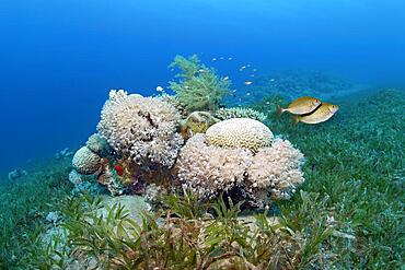 Small patch reef in seagrass meadow with predominantly Xenia (Xenia) soft corals, pair of dusky spinefoot (Siganus luridus) escapes, Red Sea, Aqaba, Kingdom of Jordan