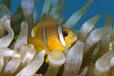 Juvenile Red Sea Red Sea clownfish (Amphiprion bicinctus) with open mouth, Red Sea, Aqaba, Kingdom of Jordan