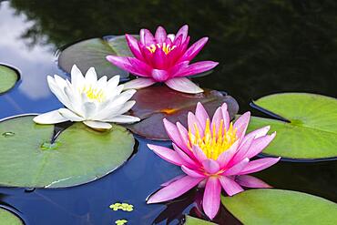 Different coloured Water lilies (Nymphaea), Baden-Wuerttemberg, Germany, Europe