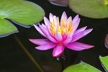 Pink water lily (Nymphaea Pink), variety American Star, Baden-Wuerttemberg, Germany, Europe