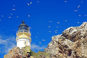 Lighthouse and cliffs, blue sky with countless birds, gannets Bass Rock, North Berwick, Scotland, Great Britain