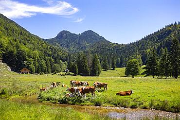 Herd of cows on the mountain pasture at Moosalm near Schwarzensee, municipality of St.Wolfgang, Salzkammergut, Upper Austria, Austria, Europe