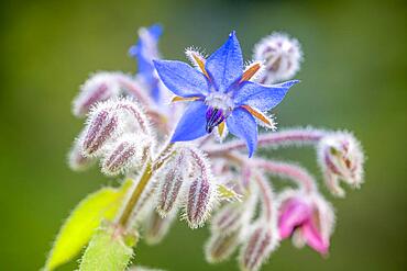 Borage (Borago officinalis), flower, Germany, Europe