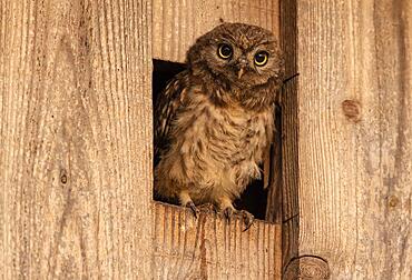 Little owl (Athene noctua), young bird looking out of the entrance of the nest box, Muensterland, North Rhine-Westphalia, Germany, Europe