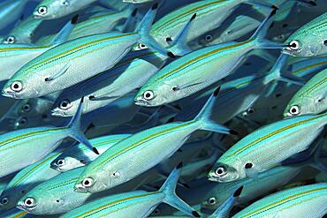 Shoal of gold-band fusilier (Pterocaesio chrysozona), Red Sea, Aqaba, Kingdom of Jordan