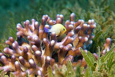 Red Sea Grey Humbug (Dascyllus marginatus) seeks shelter in in Stylophora stony coral (Stylophora subseriata) on seagrass meadow, Red Sea, Aqaba, Kingdom of Jordan