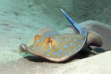 Bluespotted ribbontail ray (Taeniura lymma) swimming over sandy bottom Red Sea, Aqaba, Kingdom of Jordan