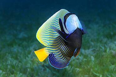 Emperor angelfish (Pomacanthus imperator) swimming over seagrass meadow, Red Sea, Aqaba, Kingdom of Jordan