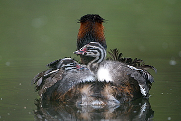 Great crested grebe (Podiceps cristatus), adult bird with chicks, Krickenbecker Seen, Nettetal, North Rhine-Westphalia, Germany, Europe