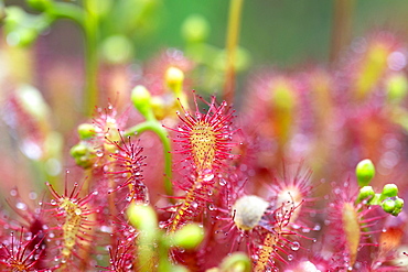 English sundew (Drosera anglica), close-up, Esterweger Dose, Lower Saxony, Germany, Europe