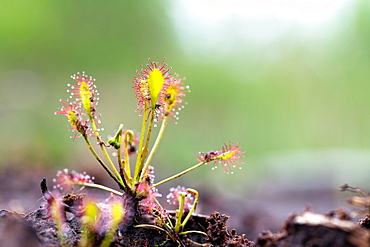 Oblong leaved sundews (Drosera intermedia), complete plant, Diepholzer Moor, Lower Saxony, Germany, Europe