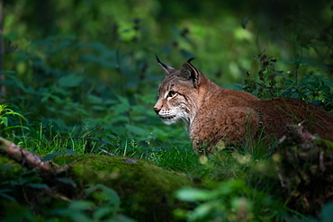 Eurasian lynx (Lynx lynx), sitting in bushes, captive, Hesse, Germany, Europe