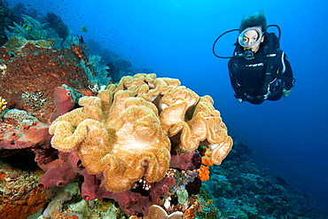 Diver looking at leather coral (Sarcophyton elegans), Pacific Ocean, Flores, Indonesia, Asia