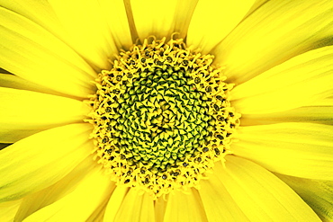 Rough oxeye (Heliopsis helianthoides), flowering, macro photo, Baden-Wuerttemberg, Germany, Europe