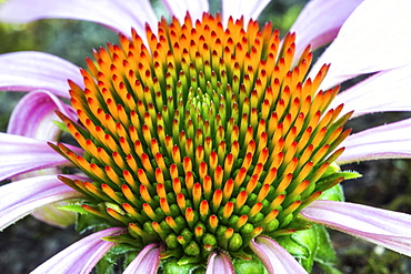 Flower of Purple Cone flower (Echinacea purpurea), Baden-Wuerttemberg, Germany, Europe