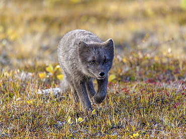 Young Arctic fox (Vulpes lagopus) or ice fox, Moeorudalur, Austurland, Iceland, Europe