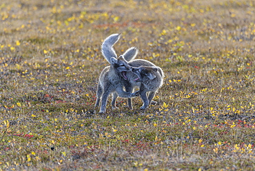 Young Arctic foxes (Vulpes lagopus) in a playful fight, Moeorudalur, Austurland, Iceland, Europe