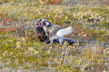 Young Arctic foxes (Vulpes lagopus) in a playful fight, Moeorudalur, Austurland, Iceland, Europe