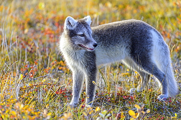 Young Arctic fox (Vulpes lagopus) or ice fox, Moeorudalur, Austurland, Iceland, Europe