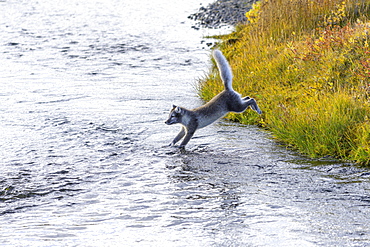 Young Arctic fox (Vulpes lagopus) or ice fox jumps into a stream, Moeorudalur, Austurland, Iceland, Europe