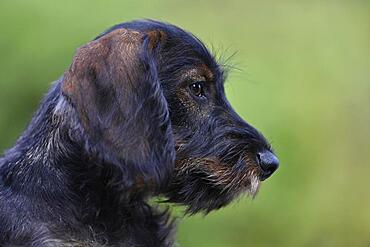 Wire-haired dachshund (Canis lupus familiaris) puppy, male, 4 months, animal portrait, Baden-Wuerttemberg, Germany, Europe