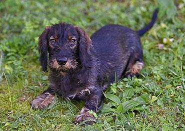 Wire-haired dachshund (Canis lupus familiaris) puppy, male, 4 months, lying in the grass, Baden-Wuerttemberg, Germany, Europe