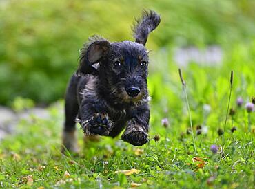 Wire-haired dachshund (Canis lupus familiaris) puppy, male, 4 months, jumps, Baden-Wuerttemberg, Germany, Europe