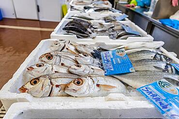 Fresh fish sold on traditional market in Zambujeira do Mar, Portugal, Europe