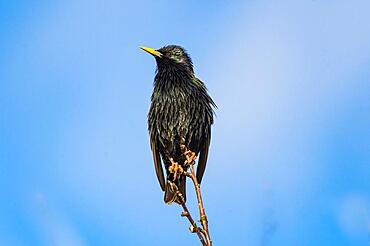 European Starling (Sturnus vulgaris), Hesse, Germany, Europe