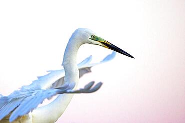 Great egret (Ardea alba) in the water with open wings, taking off, Middle Elbe Biosphere Reserve, Saxony-Anhalt, Germany, Europe