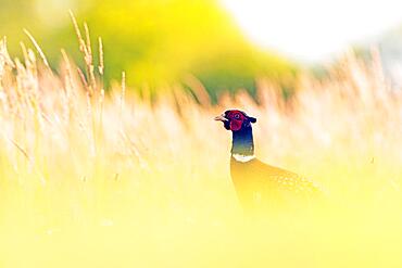 Pheasant (Phasianus colchicus) standing in tall grass, Middle Elbe Biosphere Reserve, Saxony-Anhalt, Germany, Europe