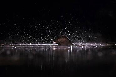 European otter (Lutra lutra) emerges with many splashes of water, Blue Hour, Kiskunsag National Park, Hungary, Europe