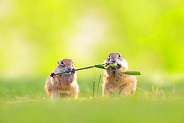 European ground squirrel (Spermophilus citellus) eating wheat ear, foraging, pair, Kiskunsag National Park, Hungary, Europe