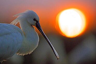 Eurasian spoonbill (Platalea leucorodia) at sunset, Kiskunsag National Park, Hungary, Europe