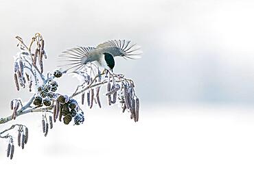 A Marsh tit (Parus palustris) flies from a branch, Middle Elbe Biosphere Reserve, Germany, Europe