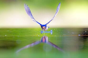 Barn swallow (Hirundo rustica) drinking in flight, water droplet, Middle Elbe Biosphere Reserve, Germany, Europe