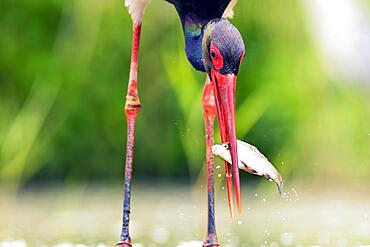 Black stork (Ciconia nigra) fishing, with prey fish, Kiskunsag National Park, Hungary, Europe