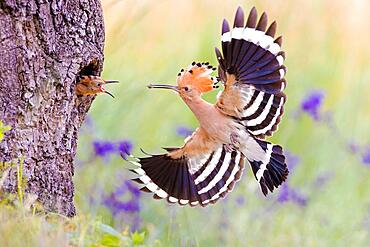 Hoopoe (Upupa epops), feeding young, Middle Elbe Biosphere Reserve, Germany, Europe