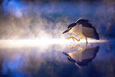 Black crowned night heron (Nycticorax nycticorax) foraging, summer morning, sunrise, Kiskunsag National Park, Hungary, Europe